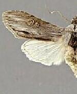 Cucullia incresa