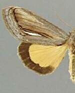 Gerrodes minatea