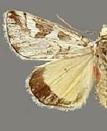 Neotuerta hemicycla