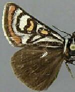 Eupseudomorpha brillians