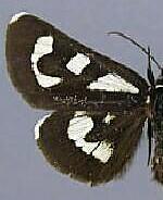 Alypia mariposa