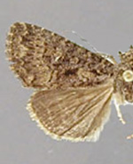 Condica n. sp. 2