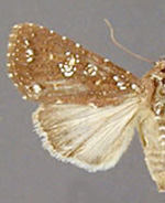 Condica n. sp. 3