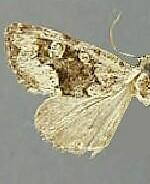 Paramiana n. spp.