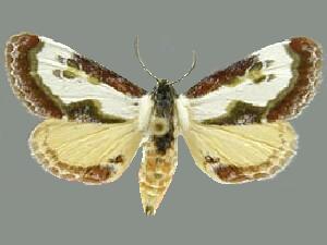 Eudryas n. sp.