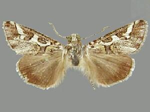 Neotuerta hemicycla