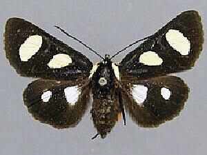 Alypia octomaculata