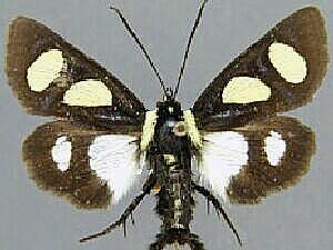 Alypia octomaculata