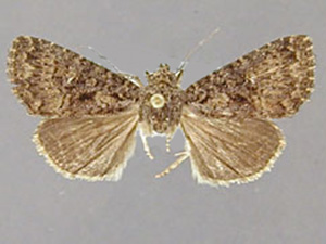 Condica n. sp. 2