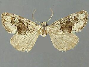 Paramiana n. spp.