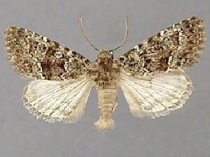 Paramiana n. spp.