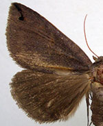 Gondysia similis