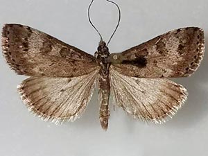 Udea inquinatalis