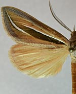 Doryodes latistriga