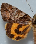 Catocala aestivalia