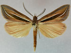 Doryodes latistriga