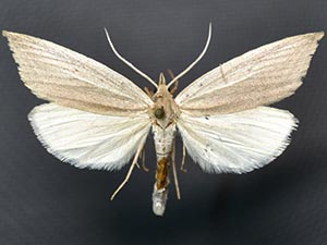 Doryodes reineckei