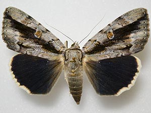 Catocala myristica