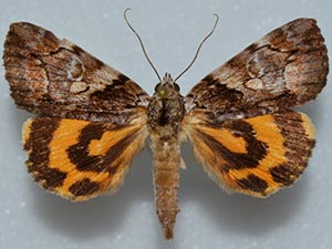 Catocala aestivalia