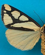 Haploa colona