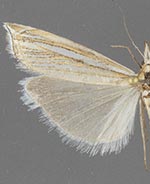 Crambus sargentellus