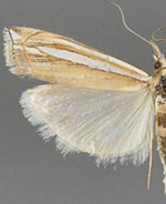 Crambus angustexon