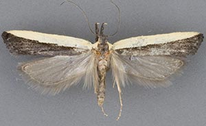 Dichomeris barnesiella