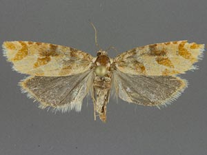 Eucopina franclemonti