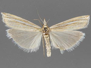 Crambus sargentellus