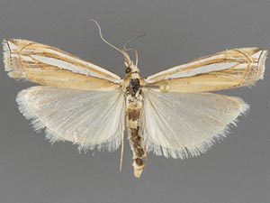 Crambus angustexon