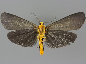 Gnamptonychia ventralis