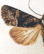 Lacinipolia sharonae