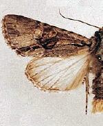 Lacinipolia aileenae