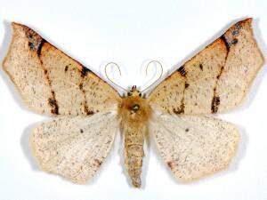 Caripeta triangulata