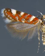 Aristotelia arenella