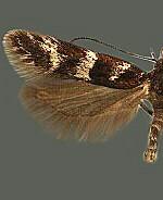 Prolita sexpunctella