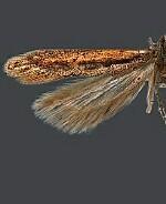 Scrobipalpula semirosea