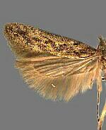 Scrobipalpa artemisiella