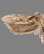 Metopleura potosi