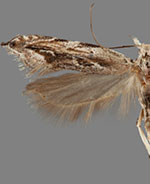 Sophronia roseicrinella