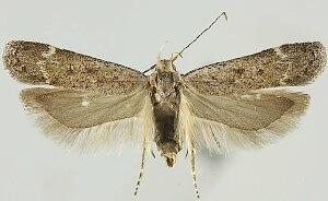 Anacampsis lacteusochrella