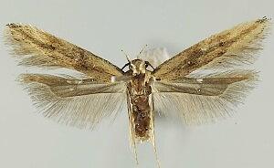 Sitotroga cerealella