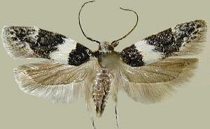 Pubitelphusa latifasciella