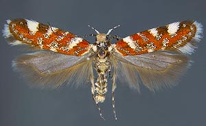 Aristotelia arenella