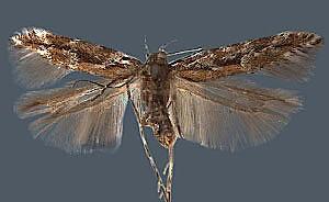 Aristotelia eldorada