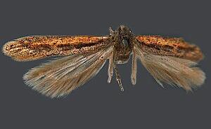 Scrobipalpula semirosea