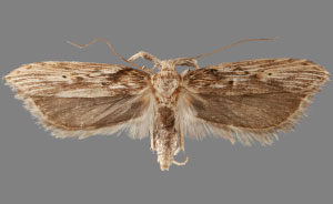 Metopleura potosi