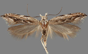 Sophronia roseicrinella