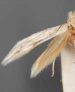 Bucculatrix needhami