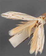 Bucculatrix needhami